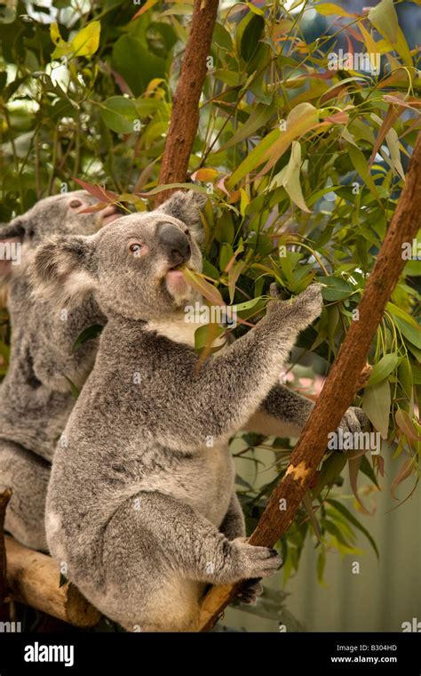 仙人掌長葉子|PinguKoala: 仙人掌的葉，具有哪些功能